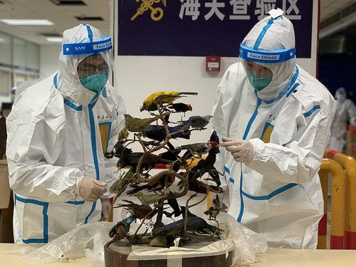 上海浦东机场海关查获快件渠道涉濒危工艺品，凸显艺术品进出口监管挑战